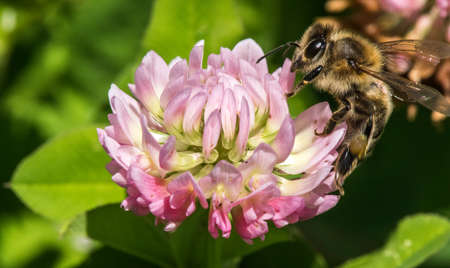close up of pink red clover flower with bee on itの写真素材