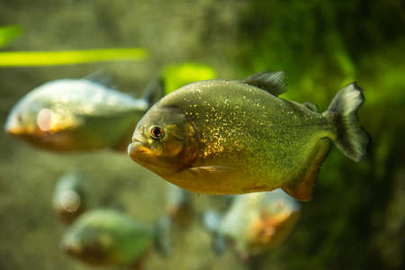 piranha fish underwaterの写真素材