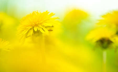 dandelion macro photo - close up nature flowerの写真素材