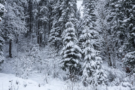 Snow covered trees in the mountains at the morning. Beautiful winter landscape. Winter forest.