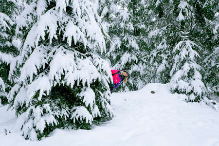 Happy girl playing hide and seek in the winter snow-covered forest. Young woman in pink ski suit  looks out from behind a tree.の写真素材