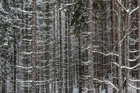 Texture of the snow-covered tree trunk. Thick forest in the snow.