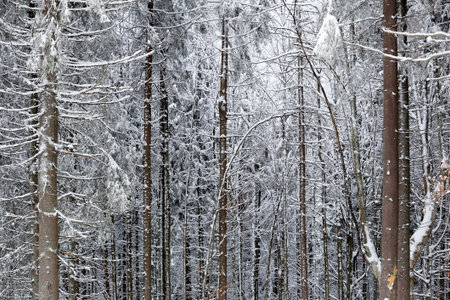 Pine forest covered with snow in winter mountain landscape. Tree black silhouettes and white snow....