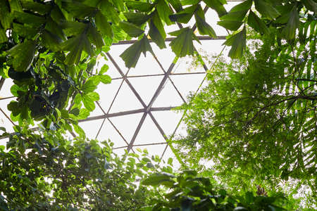 Tropical leaves in botanical garden, beautiful green backgroundの写真素材