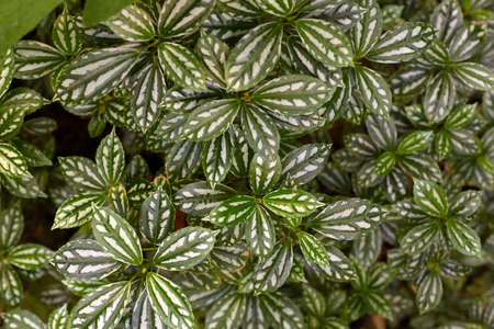 Tropical leaves in botanical garden, beautiful green backgroundの写真素材