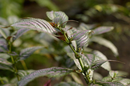Tropical leaves in botanical garden, beautiful green background