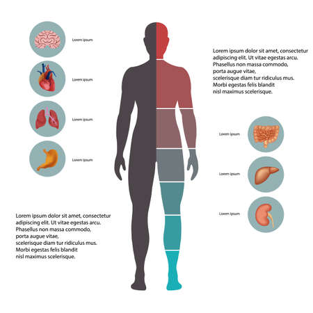 Human body with organs icons. Flat design icons for medical theme. Human anatomy, huge collection of human organsのイラスト素材