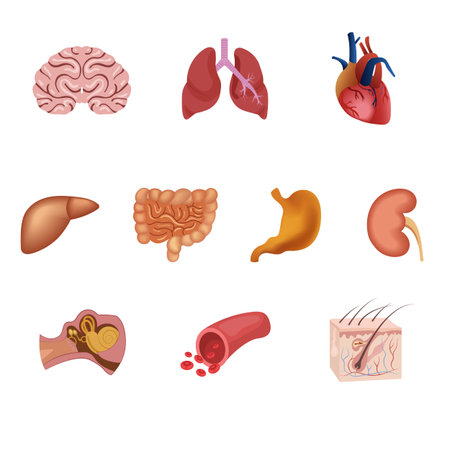 Different flat human organs set with brain heart lungs stomach bowels kidneys isolated on white background vector illustrationのイラスト素材