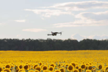 Drone hovering over sunflower field in clear blue sky partly clouded. Drone flying over sunflower garden.の写真素材