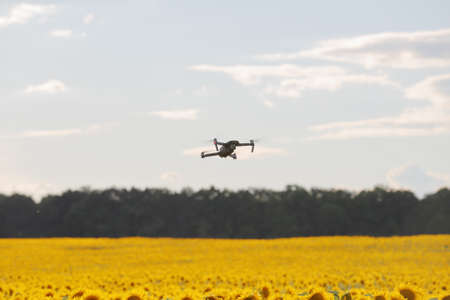 Drone hovering over sunflower field in clear blue sky partly clouded. Drone flying over sunflower garden.の写真素材