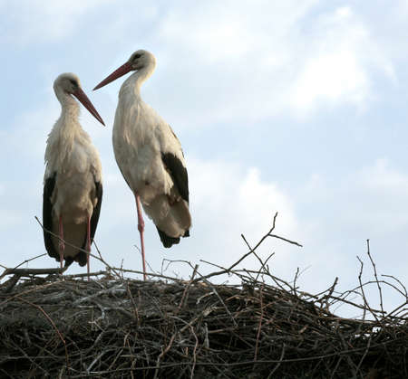 a pair of cranes on blue sky backgroundの写真素材