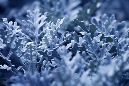 grass as the horn. clearly illuminated. bluish colorの写真素材