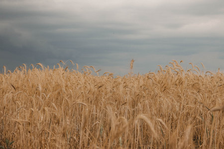 Wheat field under cloudy dramatic sky in countryside