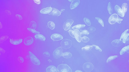 Jellyfish glowing in purple light floating underwater