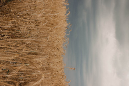 Golden wheat field under a bright blue sky.の写真素材