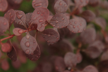 Barberry bush leaves covered with raindrops, soft focus natural background, spring or summer garden scene.の写真素材