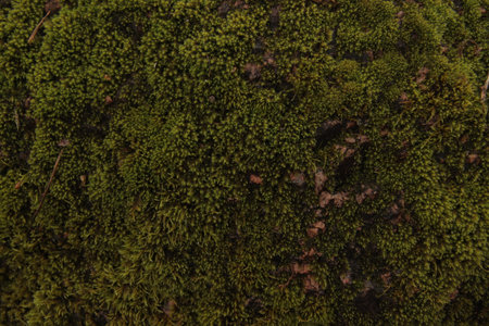 Green moss covering natural surface creating soft textureの写真素材