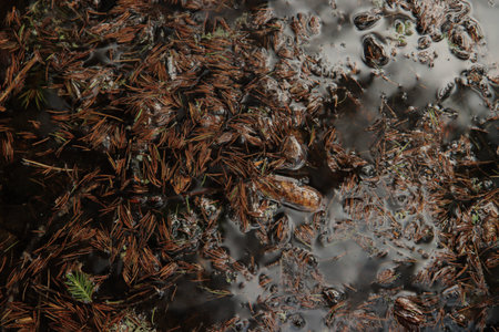 Pine needles floating on calm water surface