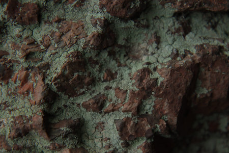 Green lichen covering red stone under soft daylight