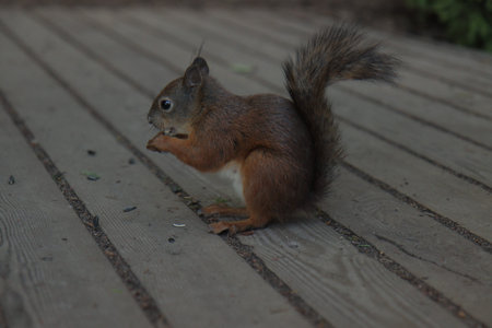 Wild squirrel sitting on wooden floor in forest