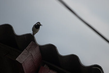 Bird sitting on roof edge, blue skyの写真素材