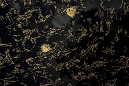 Floating pine needles on dark waterの写真素材