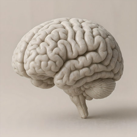 Realistic human brain sculpture illustrationの素材