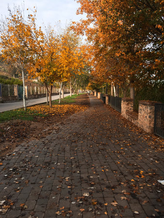 nature trail surrounded by trees and natureの写真素材