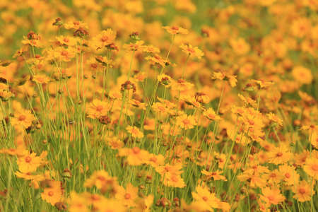 flowerの写真素材