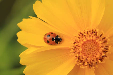 ladybugの写真素材