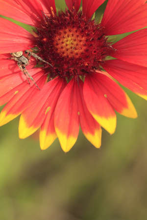 spider on flowerの写真素材