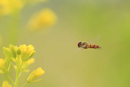 flying beeの写真素材