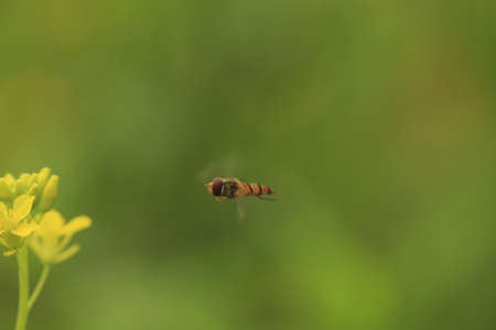 flying beeの写真素材