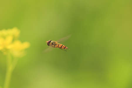 flying beeの写真素材