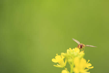 bee on flowerの写真素材