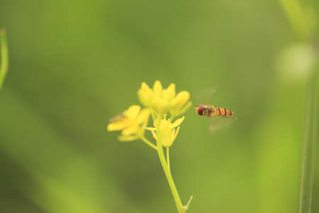 flying beeの写真素材
