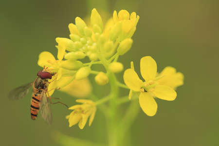 bee on flowerの写真素材