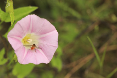bee on flower
