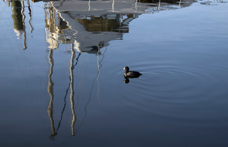 A duck in the waterの写真素材