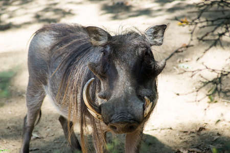 A boarの写真素材