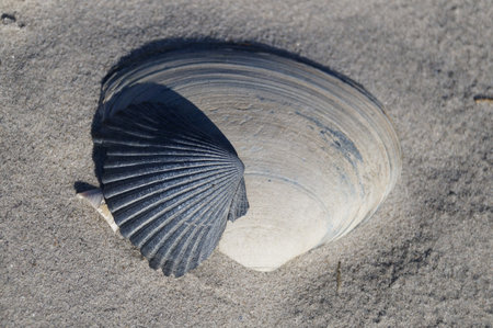 Shells on the sand