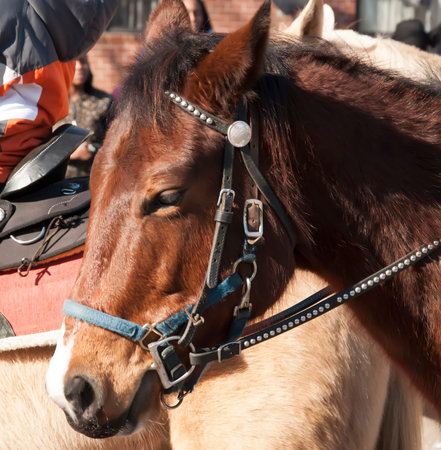 A brown horse at a parade