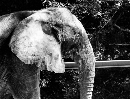 An elephant in the zoo