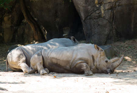 A rhinoceros in a zooの写真素材