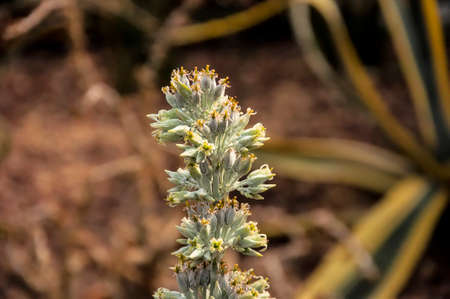 A desert flowerの写真素材