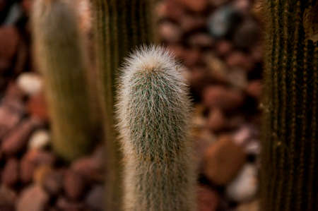 A cactusの写真素材