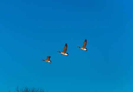 Wild geese flying overheadの写真素材