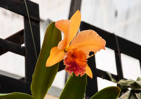 An orchid plant in bloomの写真素材