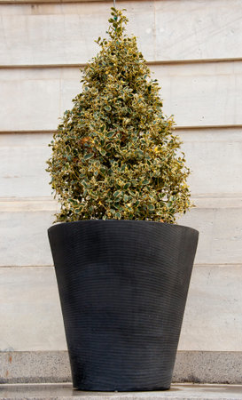 A tree in a potの写真素材