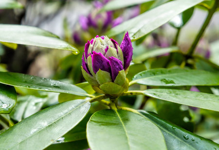 A flowering plantの写真素材